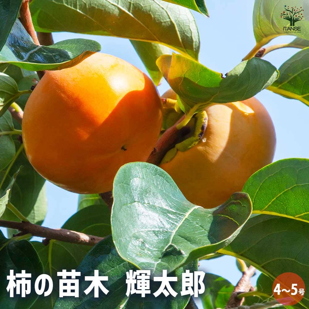 楽天市場】予約商品2025年11月より発送NEW 柿 輝太郎 苗木 PVP 早生 甘