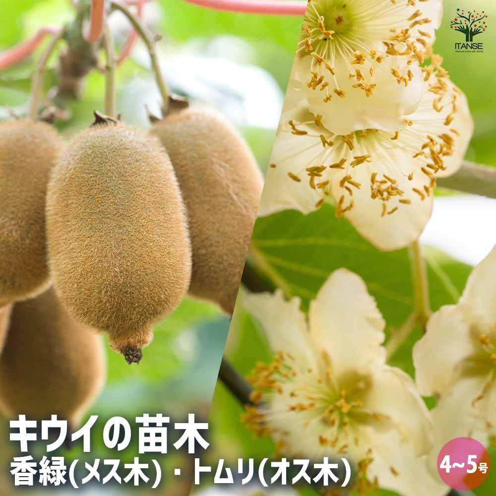 【楽天市場】【マラソン期間P5倍】キウイの苗木 香緑 ( メス ) &トムリ ( オス ) 4~ 果樹の苗木 4号 1個売り キウイ苗 キウイ ...