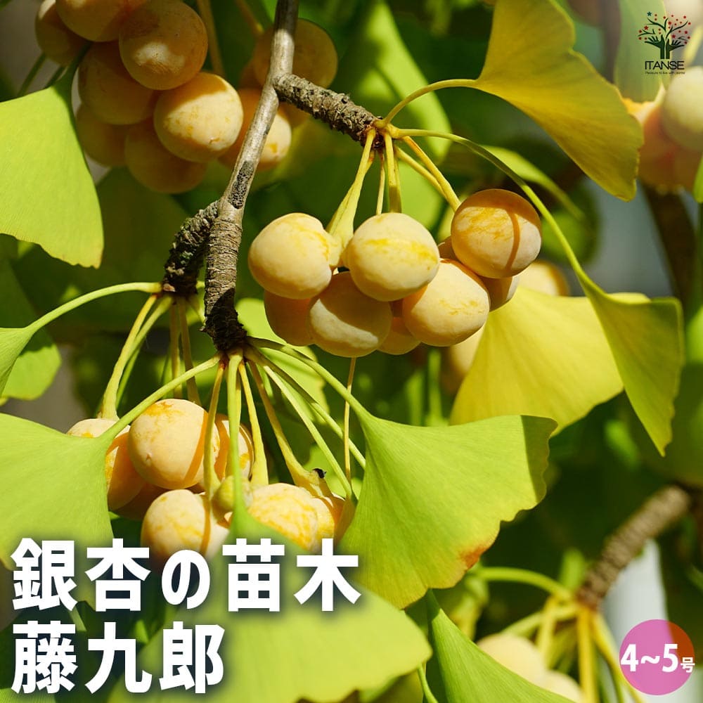 イチョウ　センセーション　接ぎ木苗 楽天市場】イチョウ 【糸葉 (イトハ)】 接木 3.5号ポット苗
