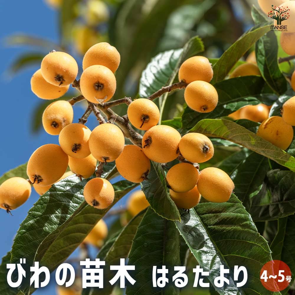 【マラソン★P5倍】枇杷 ( びわ ) の苗木 はるたより 果樹の苗木 4号 1個売り ビワ苗 ビワの苗 ビワの苗木 ビワ苗木 枇杷苗 枇杷苗木 びわ苗 びわの苗 送料無料 即納