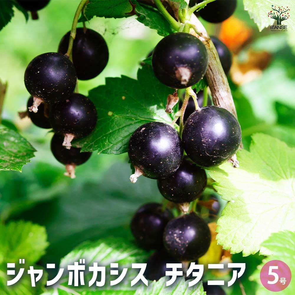 楽天市場】10月下旬より発送となります。2025年新入荷果樹 カシス