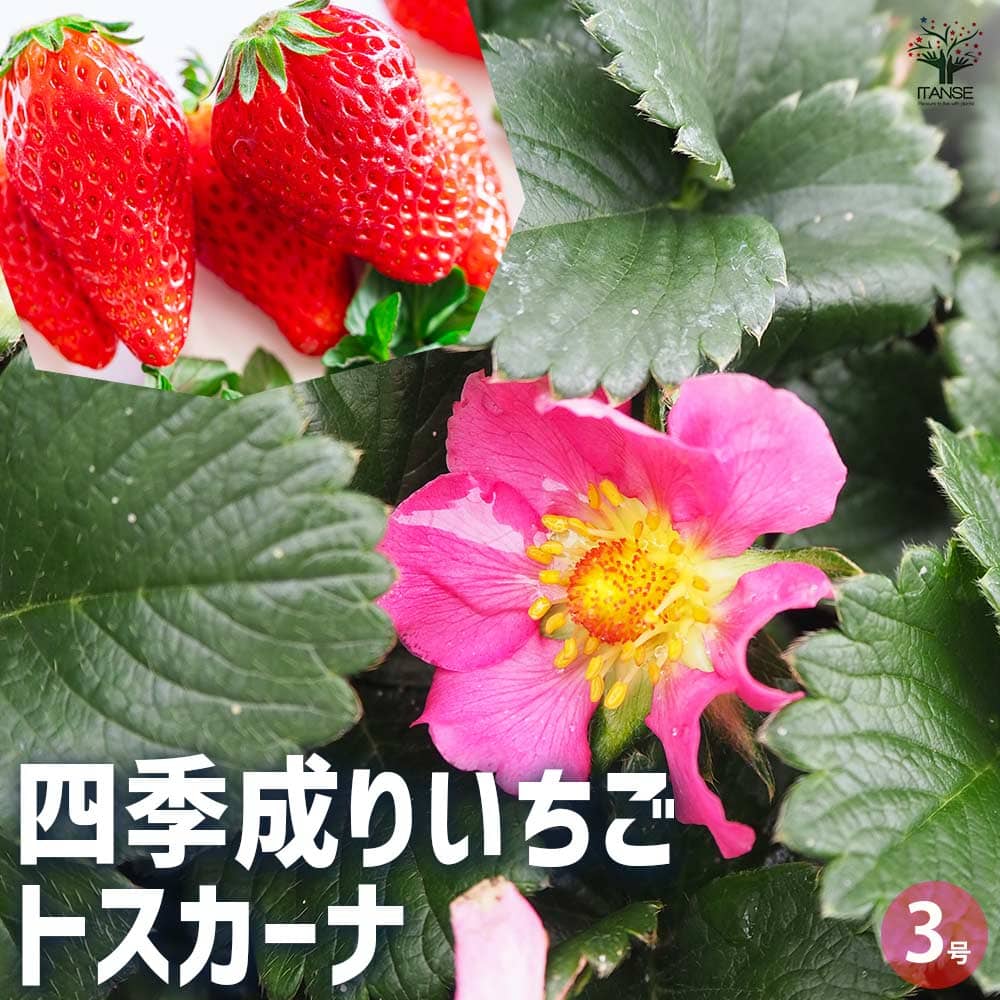 観葉草木特集