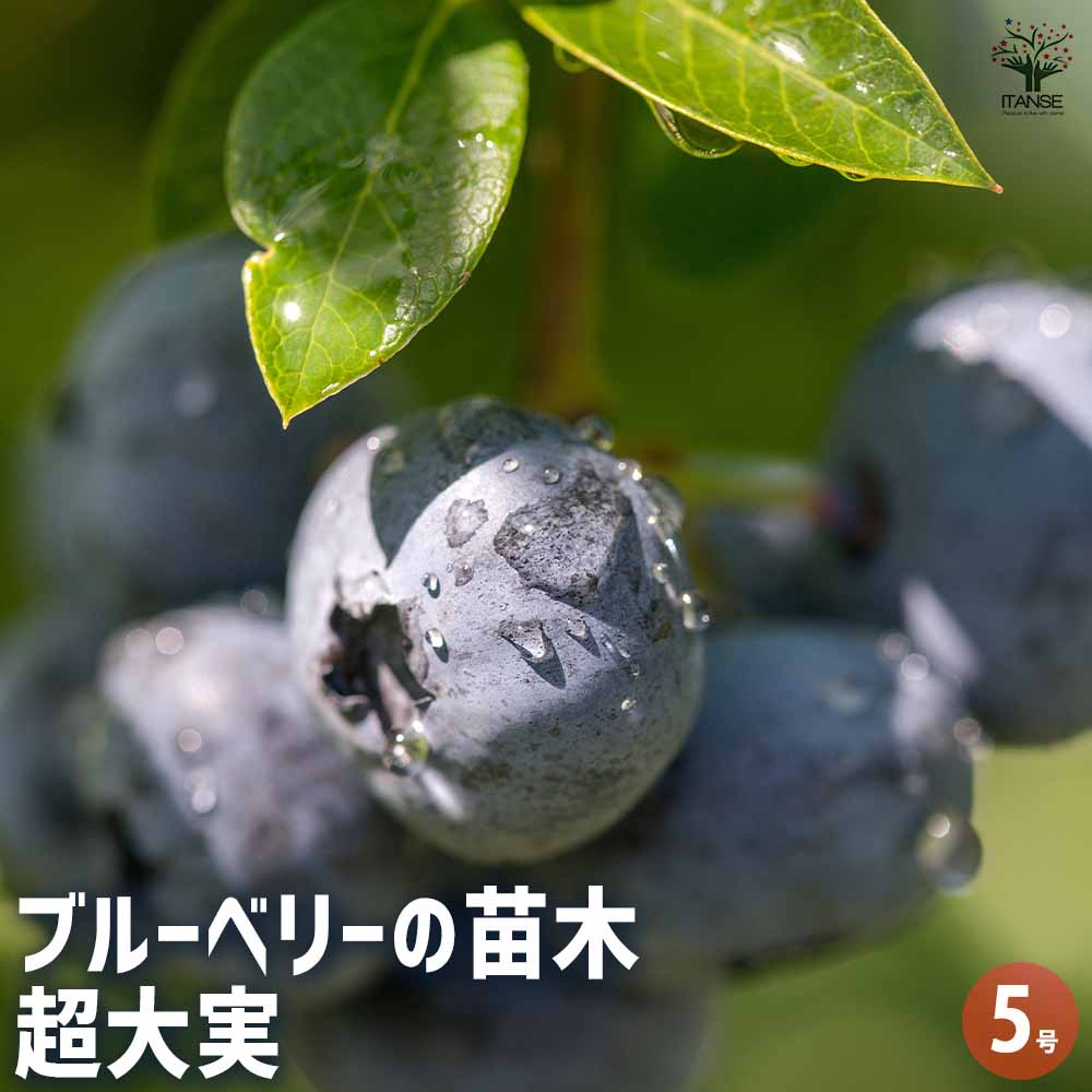 【マラソン★P5倍】ブルーベリー 超大実 果樹の苗木 5号 1個売り 果樹 果樹苗 果樹の苗 フルーツ 果物 ベリー 送料無料 即納
