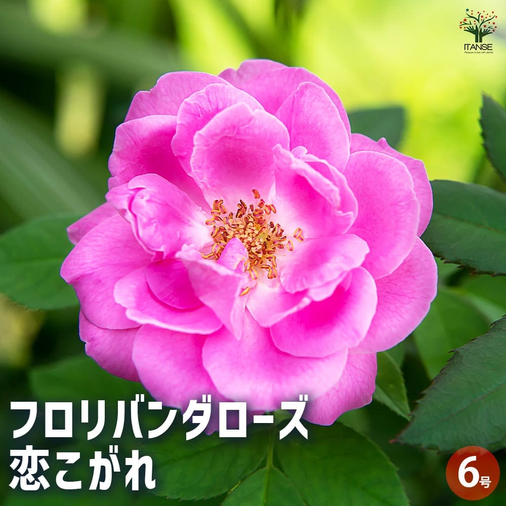 観葉草木特集
