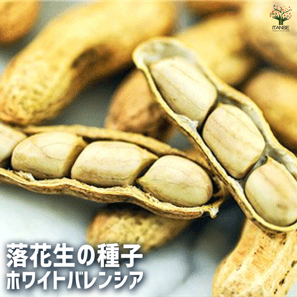 【楽天市場】ITANSE 種子 ホワイトバレンシア 約20粒入り 種 seed タネ 植物の種 栽培 ガーデニング ガーデン 園芸 家庭菜園 ...