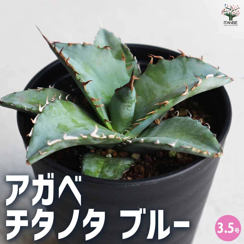 楽天市場】アガベ ホリダ ペロテンシス 3.5号サイズ 鉢植え 高い人気を