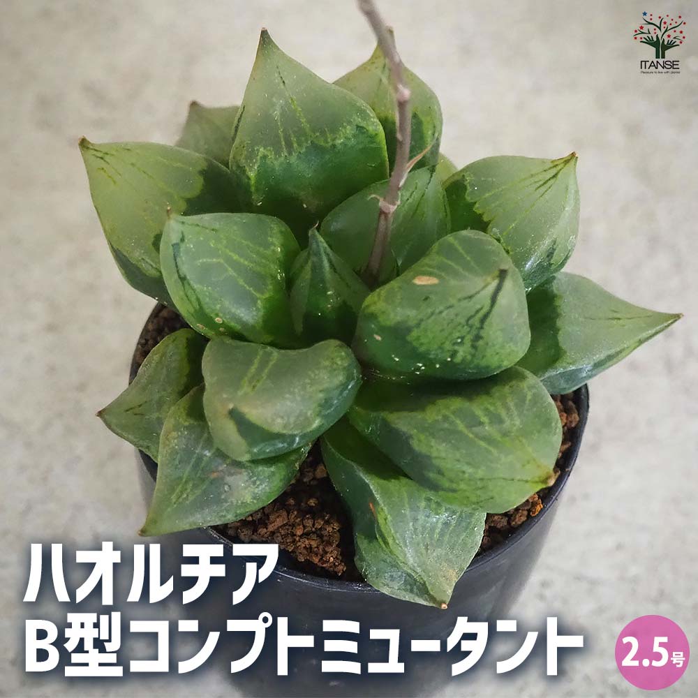 【マラソン★P5倍】ハオルチア ( 赤 ) B型コンプトミュータント 多肉植物 2.5号ポット 多肉植物 ハオルチア属 ハオルシア 観葉植物 送料無料 即納