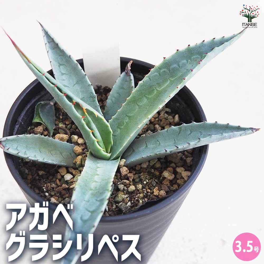楽天市場】アガベ オバティフォリア 3.5号サイズ 鉢植え 人気