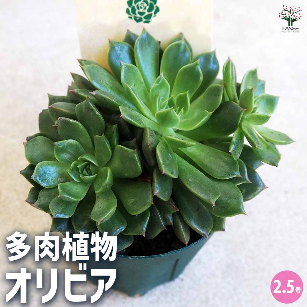 ぷりんの植肉植物 フェルニア ゼブリナ錦 【多肉植物 2.5号／1個売り】｜ 【植物の