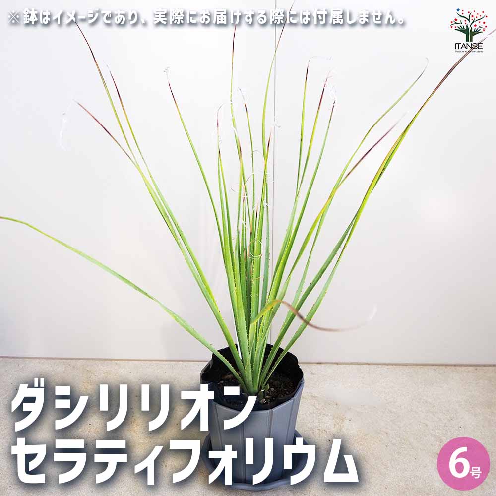 楽天市場】ダシリリオン セラティフォリウム 4号スクエア鉢植え ドライ