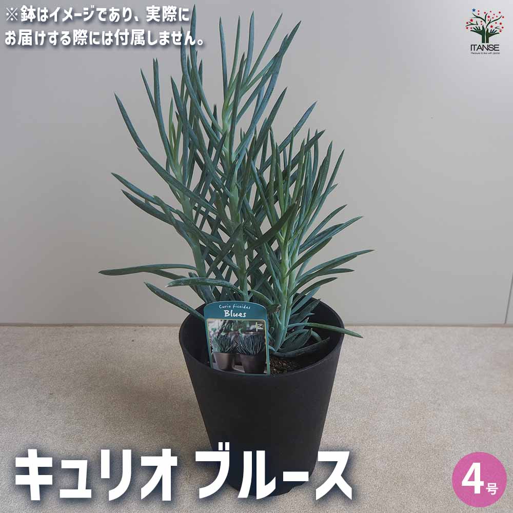 【送料無料】キュリオ ブルース 多肉植物 4号 多肉植物 ドライガーデン キク科 送料無料 即納