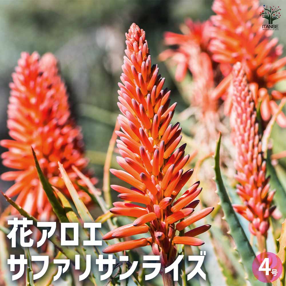 楽天市場】多肉植物 アロエ フェロックス4号(h20) : 千草園芸
