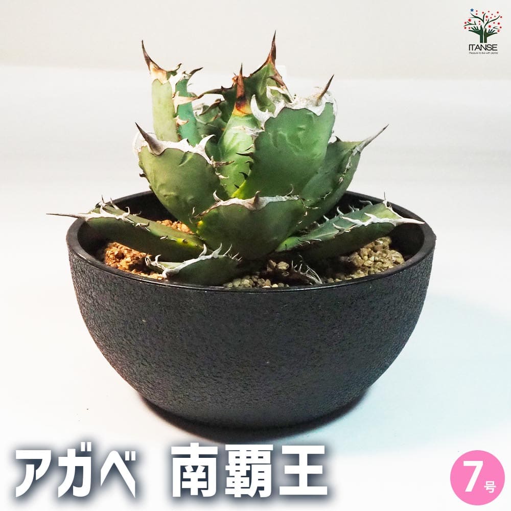 アガベ　ウェベリー　超特大株 楽天市場】【観葉植物】アガベ ウェベリー 7号 大型大株 ドライ