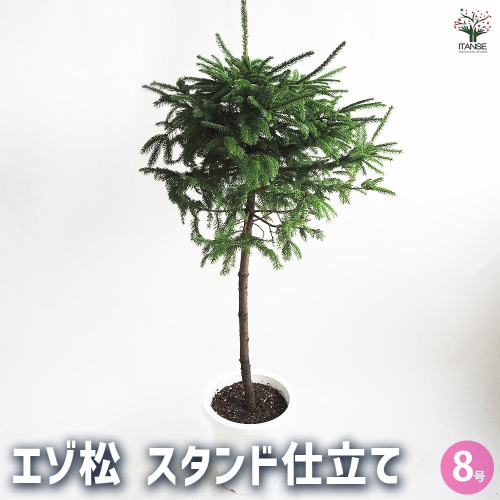 【送料無料】エゾ松 スタンド仕立て 庭木 8号鉢 1個売り お祝い 縁起物 迎春 盆栽仕立て 松の木 まつのき Pinus ミニ盆栽 送料無料 即納｜植物販売のＩＴＡＮＳＥ店