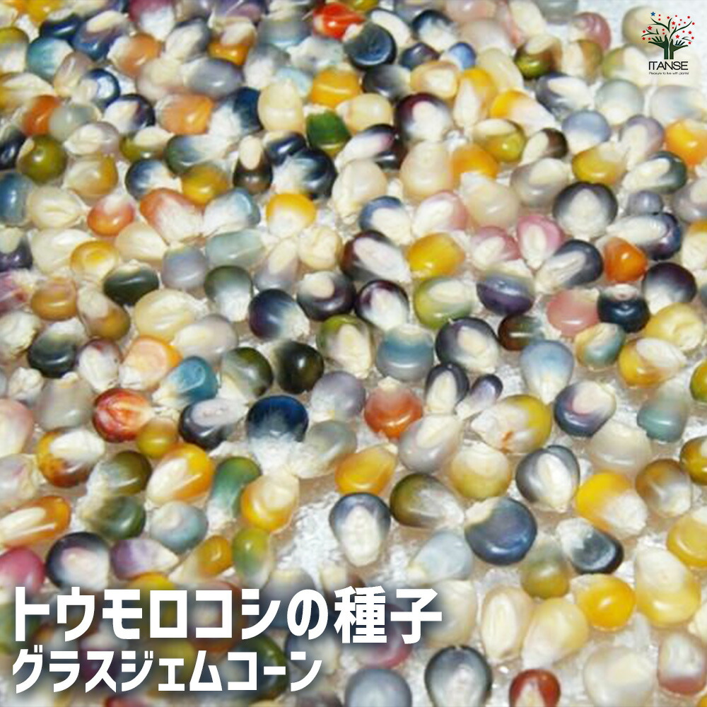 グラスジェムコーン太め　６０本詰め合わせ グラスジェムコーン太め 60本詰め合わせ Amazon.co.jp: グラスジェム