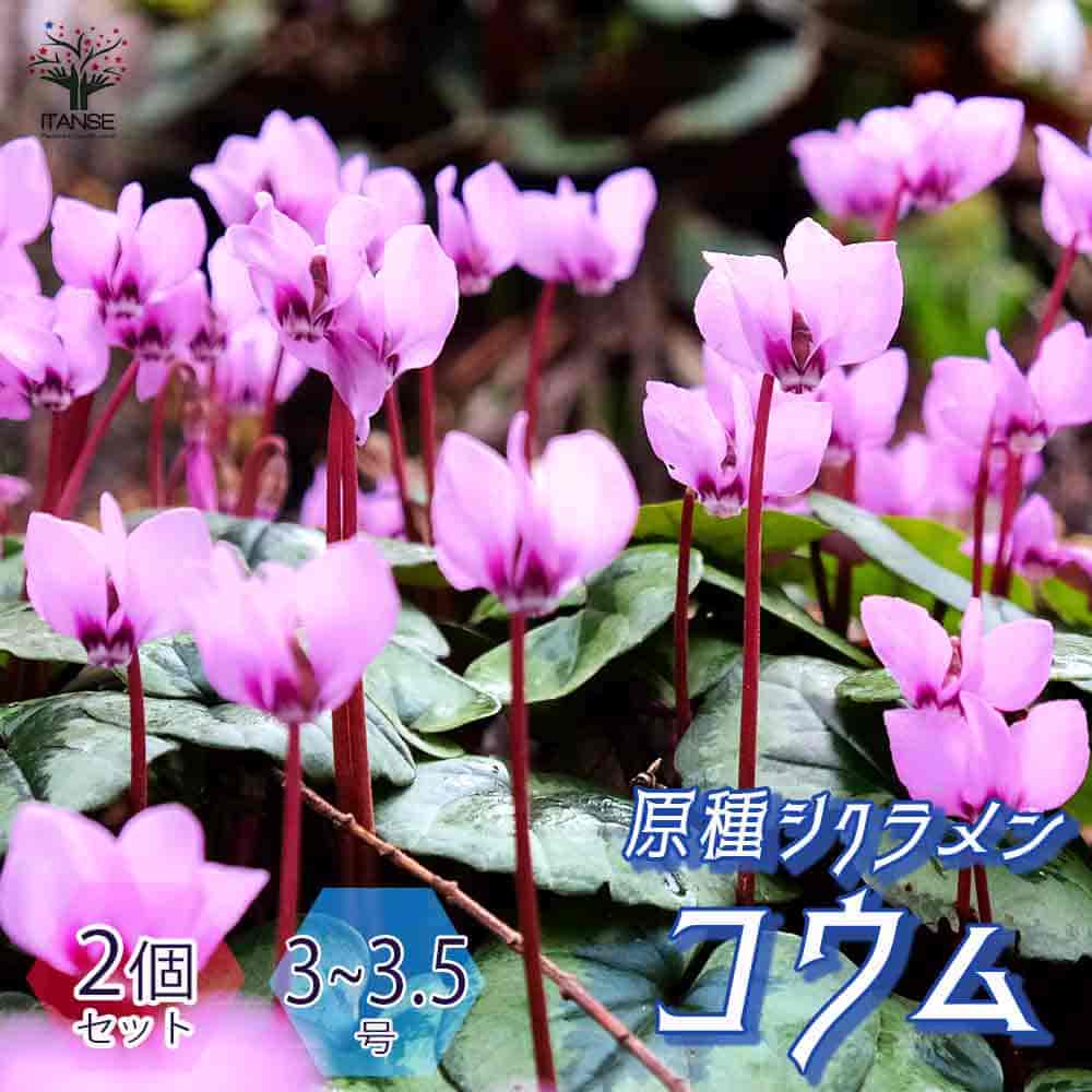 楽天市場】【マラソン☆ポイント5倍】八重咲きシクラメン カレン