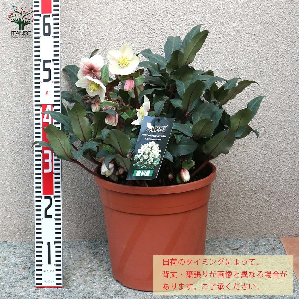 貨物輸送無料 クリスマスサクラ色 シューティングチャンピオン 盛り苗 9サイズ大苗 1個売り クリスマスローズ苗 ニゲル マドンナ キンボウゲ ヘレボルス 多花天資 呈色リーフ 牆 生け垣 庭木 植木 花木 花屋敷 Marchesoni Com Br