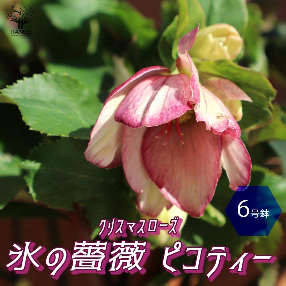 楽天市場 送料無料 クリスマスローズ Hgc Icen Roses 氷の薔薇 ピコティー 花苗 6号ポット 1個売り クリスマスローズ苗 キンボウゲ ヘレボルス 多花性 カラーリーフ 生け垣 生垣 庭木 植木 花木 花壇 植物販売のｉｔａｎｓｅ楽天市場店