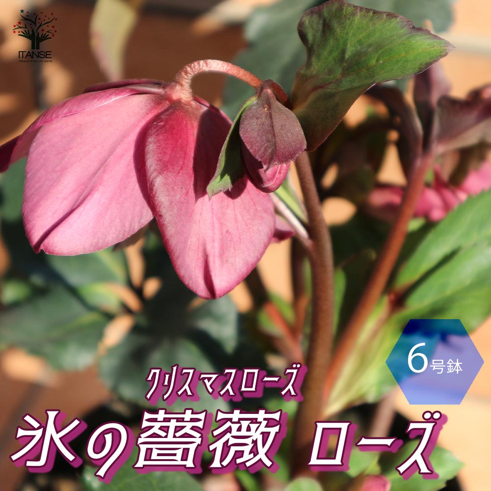 鉢植え 開花株 花 フラワーギフト 生垣 贈答 庭木 プレゼント Hgc 鉢花 フラワー ギフト 贈り物 誕生日 記念日 お祝い お歳暮 オシャレ インテリア 窓辺 ベランダ 窓際 あす楽 送料無料 クリスマスローズ Hgc Icen Roses 氷の薔薇 ローズ 花苗 6号ポット 1個売り