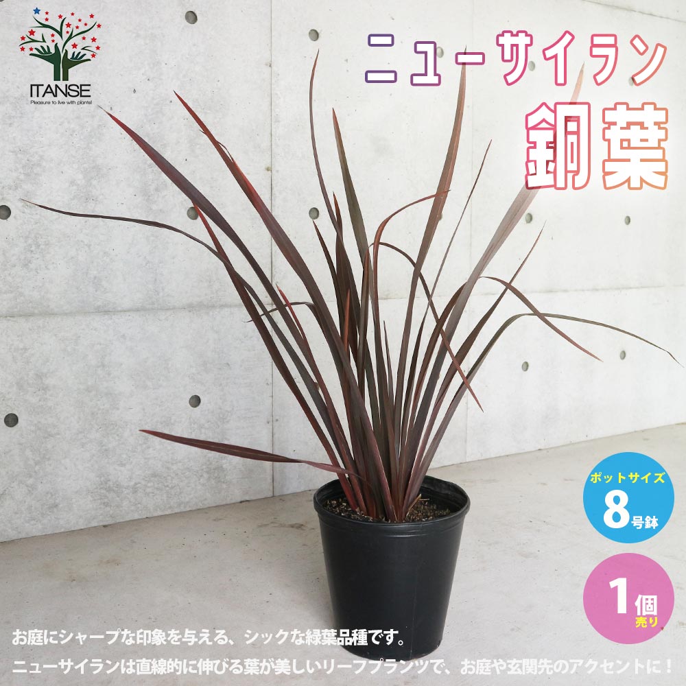 驚きの価格が実現 多年草 ニューサイラン ガーデニング シンボルツリー 銅葉の大苗 入才蘭 植木 オーナメンタルプランツ 花木 園芸品種 庭木 カラーリーフ 苗木 花 観葉植物