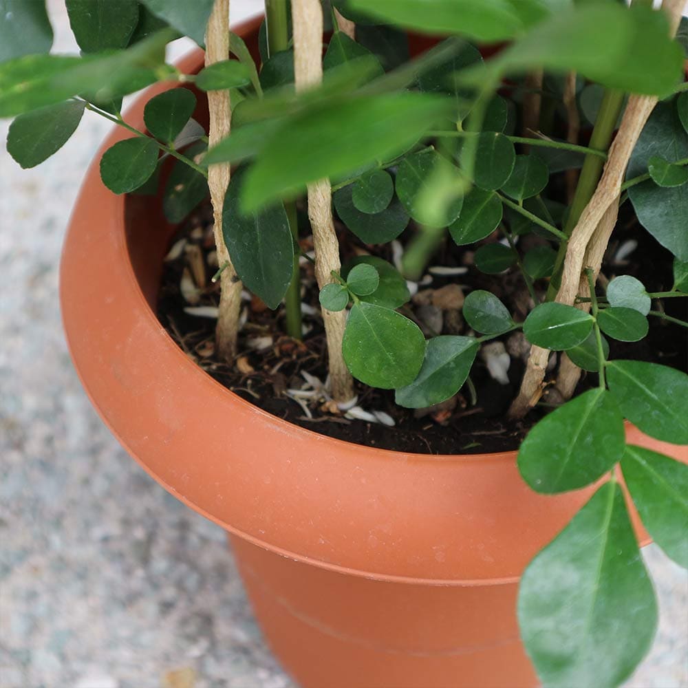 送料無料 シルクジャスミン 大型 観葉植物 7号鉢 1個 リビング オフィス 事務所 インテリア 大型 おしゃれ 初心者 育てやすい ガーデニング 御祝 お祝い 引越し祝い プレゼント 人気 品種 観賞用 Giosenglish Com