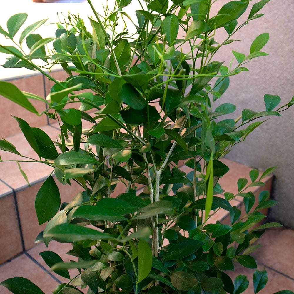 送料無料 シルクジャスミン 大型 観葉植物 7号鉢 1個 リビング オフィス 事務所 インテリア 大型 おしゃれ 初心者 育てやすい ガーデニング 御祝 お祝い 引越し祝い プレゼント 人気 品種 観賞用 Giosenglish Com