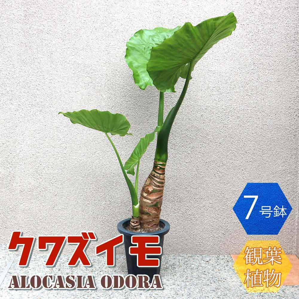 楽天市場 送料無料 クワズイモ 観葉植物 7号プラスチック鉢 中型 1個売り 観葉植物 リビング オフィス 事務所 インテリア 大型 おしゃれ オシャレ 育てやすい 御祝 お祝い 新築祝い プレゼント 観葉植物 植物販売のｉｔａｎｓｅ楽天市場店