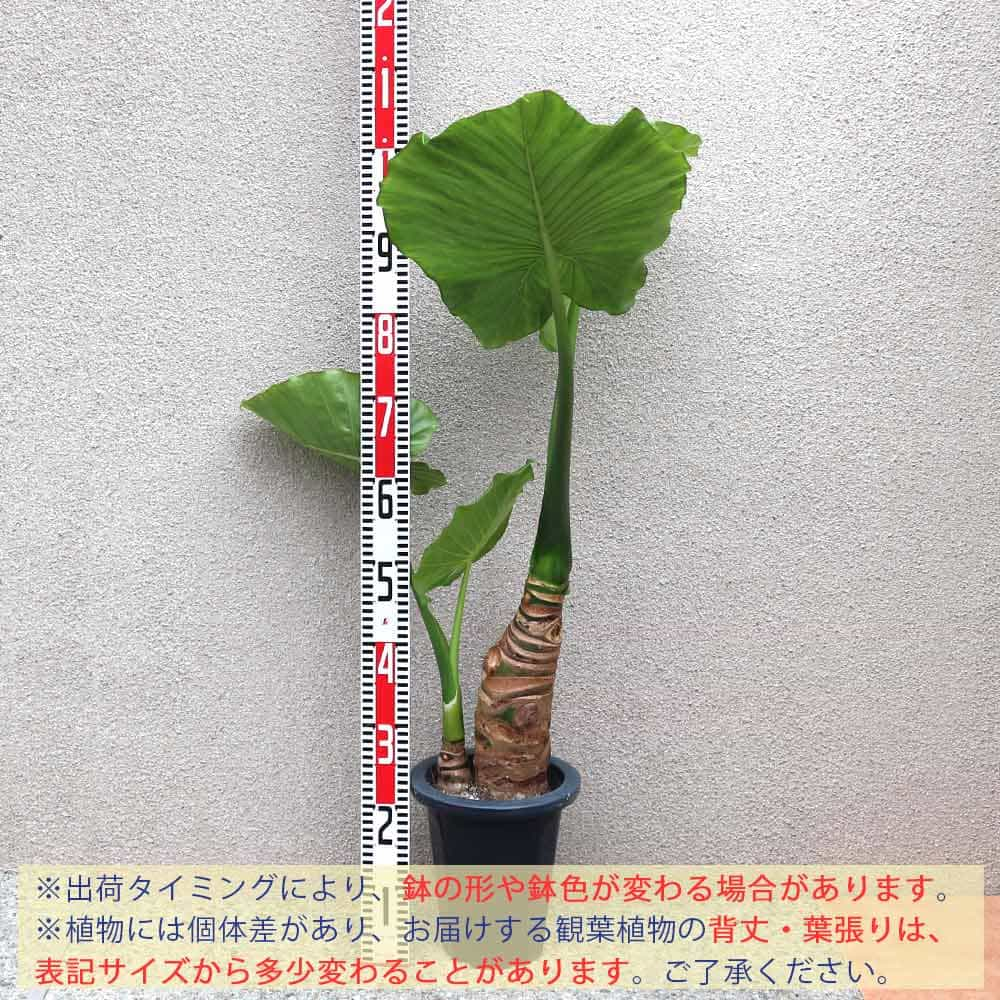 送料無料 クワズイモ 観葉植物 7ナンバー合成樹脂くぼみ 中型 1個売り 観葉植物 リビング 事務所 事業所 室内装飾 大型 スタイリッシュ オシャレ 育て単簡 御慶び事 儀典 築造慶典 贈進 観葉植物 Nobhillmusic Com