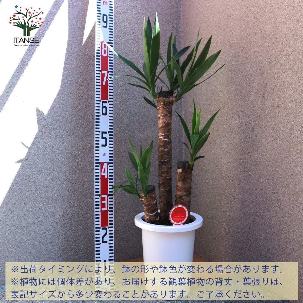 送料無料 観葉植物ユッカ 青年の木 観葉植物 7号プラスチック鉢 1個売り 観葉植物 リビング オフィス 事務所 インテリア 大型 おしゃれ オシャレ 育てやすい 御祝 お祝い 新築祝い プレゼント 観葉植物 Giosenglish Com