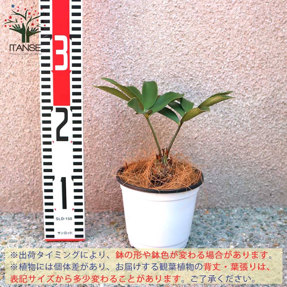 送料無料 メキシコソテツ ザミア プミラ 観葉植物 12cmポット 1個売り 観葉植物 リビング オフィス 事務所 インテリア 大型 おしゃれ オシャレ 育てやすい 御祝 お祝い 新築祝い プレゼント Letempslev K7a Com