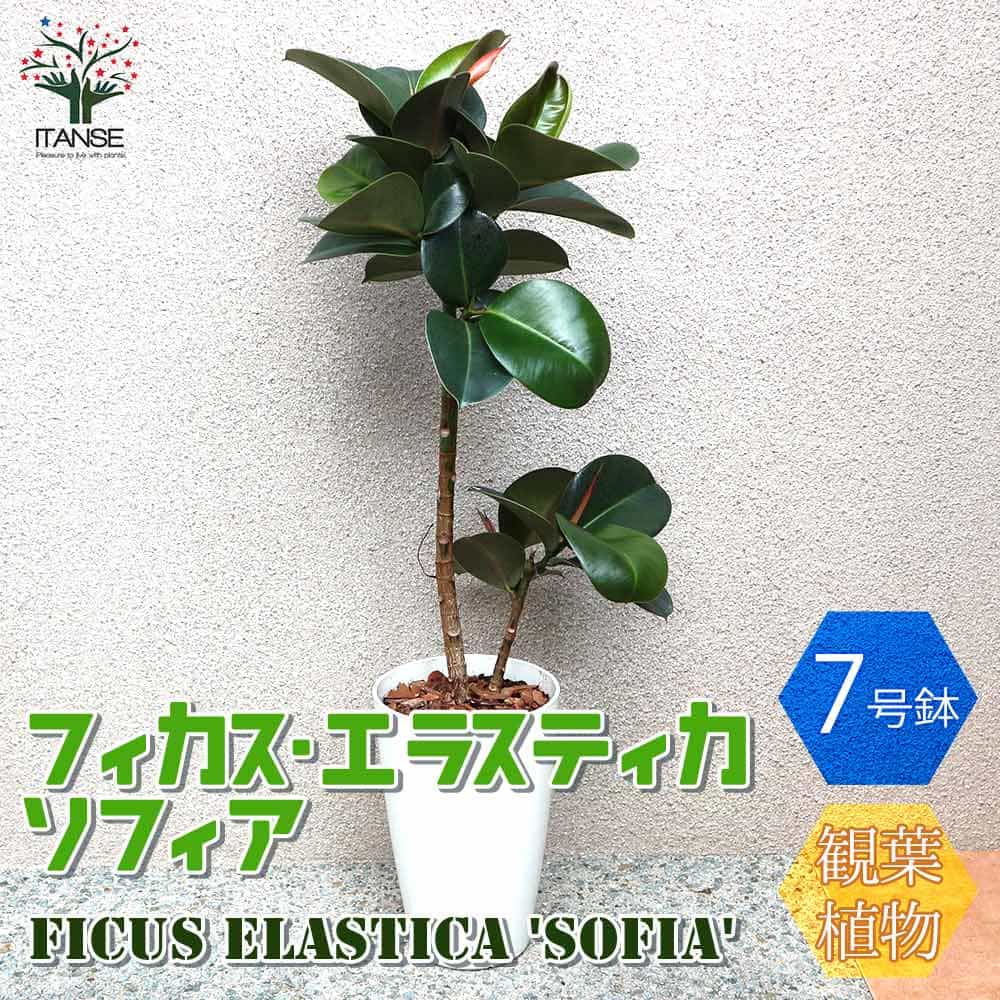 【マラソン★P5倍】観葉植物 フィカス エラスティカ ソフィア ( ゴムの木の仲間 ) 観葉植物 中型 7号プラスチック鉢 1個売り 観葉植物 リビング オフィス 事務所 インテリア 大型 おしゃれ オシャレ 育てやすい 御祝 お祝い プレゼント 送料無料 即納