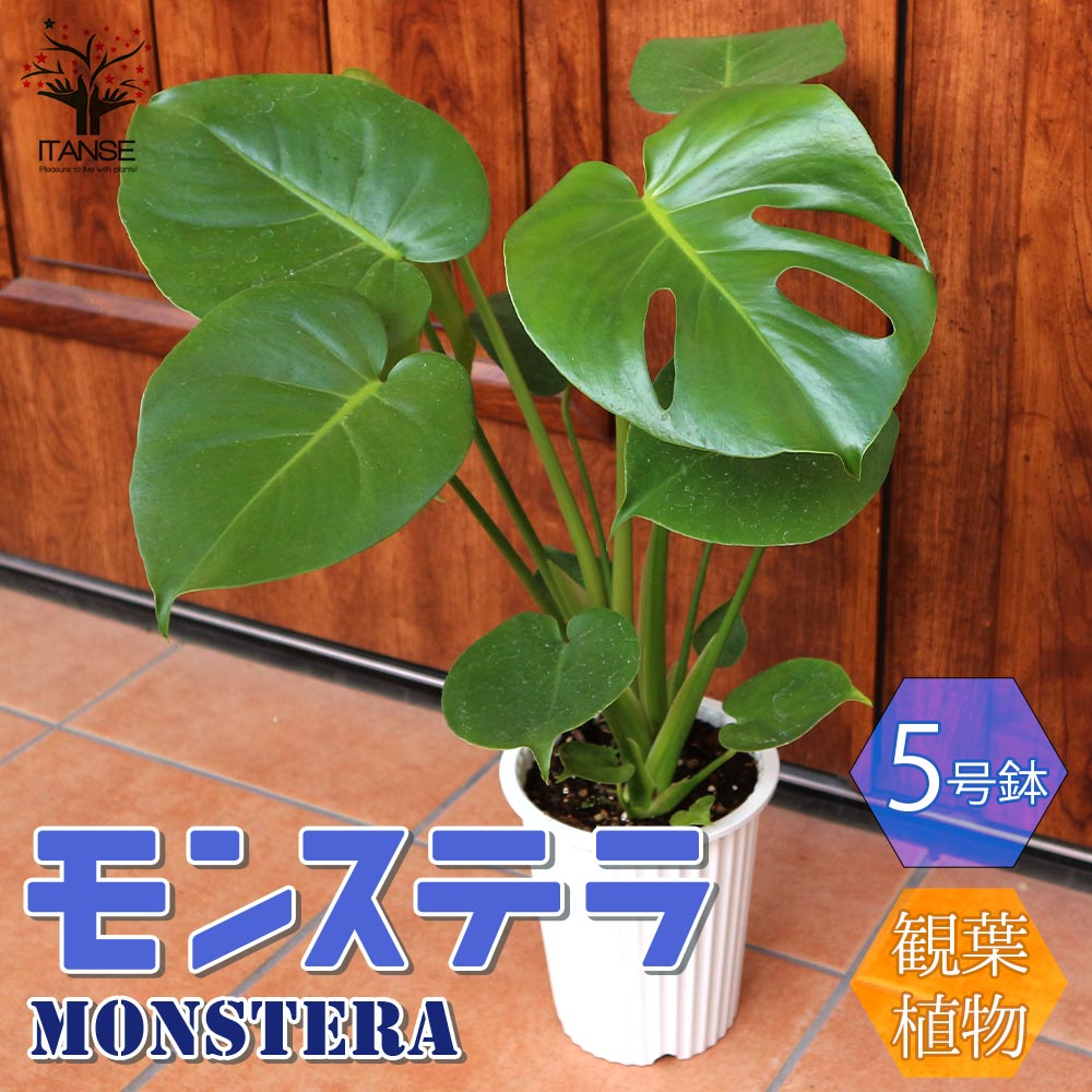 送料無料 モンステラ 観葉植物 観葉植物 5号数プラスティック碗 1個売り 観葉植物 リビング オフィス オフィス インテリア装飾 大型 ハイカラ オシャレ 育てちょろい 御お祭 お祝儀 営造祝い 現在 Green 植物の存する生活様式 サスティナブル Nobhillmusic Com