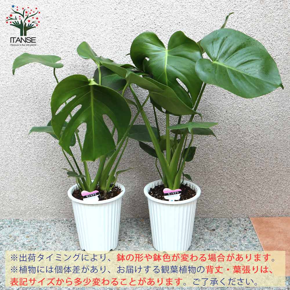 送料無料 モンステラ 観葉植物 観葉植物 5号数プラスティック碗 1個売り 観葉植物 リビング オフィス オフィス インテリア装飾 大型 ハイカラ オシャレ 育てちょろい 御お祭 お祝儀 営造祝い 現在 Green 植物の存する生活様式 サスティナブル Nobhillmusic Com