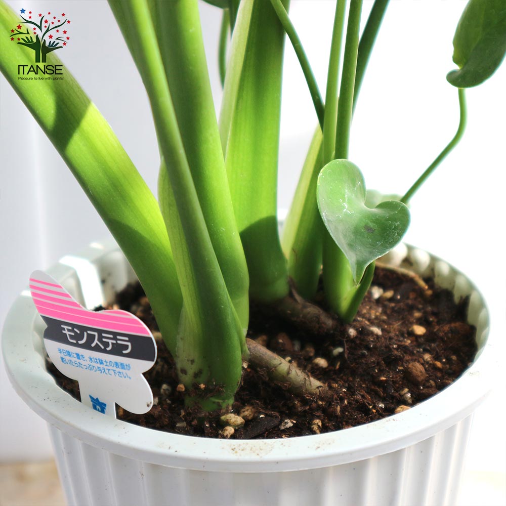 送料無料 モンステラ 観葉植物 観葉植物 5号数プラスティック碗 1個売り 観葉植物 リビング オフィス オフィス インテリア装飾 大型 ハイカラ オシャレ 育てちょろい 御お祭 お祝儀 営造祝い 現在 Green 植物の存する生活様式 サスティナブル Nobhillmusic Com