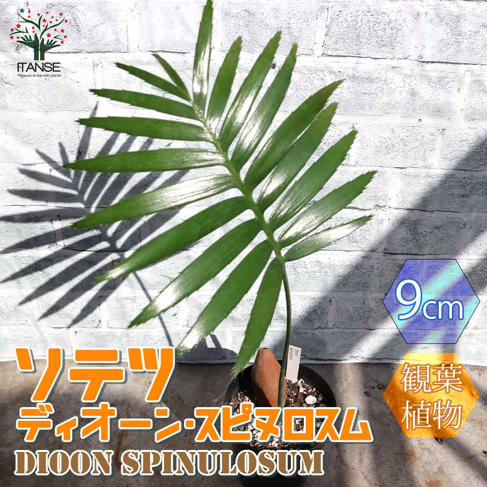 送料無料 ソテツ ディオーン スピヌロスム 観葉植物 観葉植物 9cm鉢 実生苗 1個売り 観葉植物 リビング オフィス 事務所 インテリア 大型 おしゃれ オシャレ 育てやすい 御祝 お祝い 新築祝い プレゼント Green 植物のある暮らし Corcoranglass Com