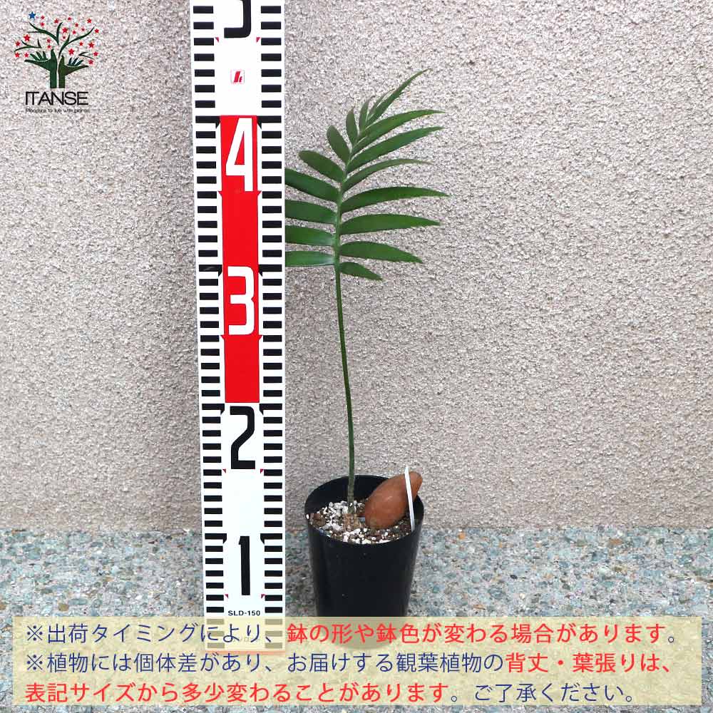 送料無料 ソテツ ディオーン スピヌロスム 観葉草木 観葉植物 9cm野晒し 実生苗 1個売り 観葉植物 リビング 事業所 事務室 具足 大型 洒落た オシャレ 育て平明 御祝賀会 賀慶 工作祝儀 贈物 Green 植物の御座います生活様式 Hotjobsafrica Org