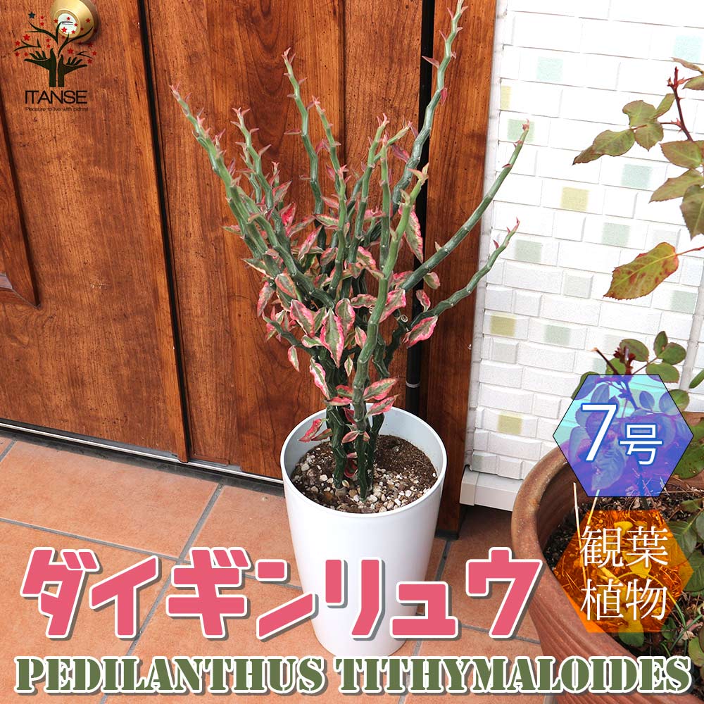 送料無料 ダイギンリュウ 大銀龍 ペディランサス 観葉植物 観葉植物 中型 7号プラスチック鉢 1個売り 観葉植物 リビング オフィス 事務所 インテリア 大型 おしゃれ オシャレ 育てやすい 御祝 お祝い 新築祝い プレゼント ガーデニング Giosenglish Com