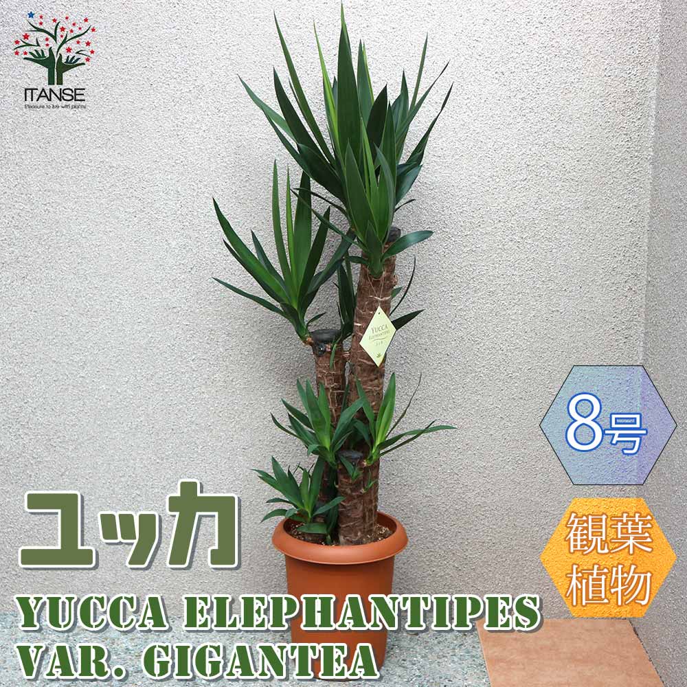 観葉草木特集