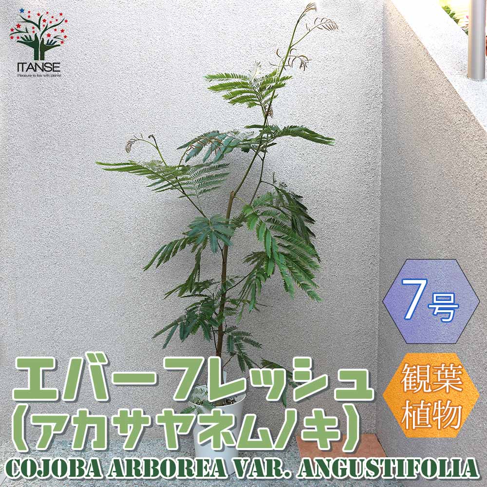 格安 観葉植物 エバーフレッシュ アカサヤネムノキ リビングやオフィスの窓辺向きサイズ 観葉植物 大型 7号プラスチック鉢 1個売り 観葉植物 リビング オフィス 事務所 インテリア 大型 育てやすい お祝い 新築祝い プレゼント 植物販売のｉｔａｎｓｅ店 在庫