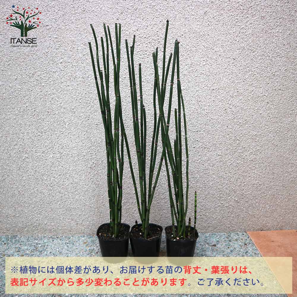 送料無料 砥草 トクサ 観葉植物 9cm 1個売り 砥草 トクサ 結束当風 ファーニチュア 日本園生 盆栽 Bonsai 植物 園芸 観葉植物 ボタニカルライフ Hotjobsafrica Org