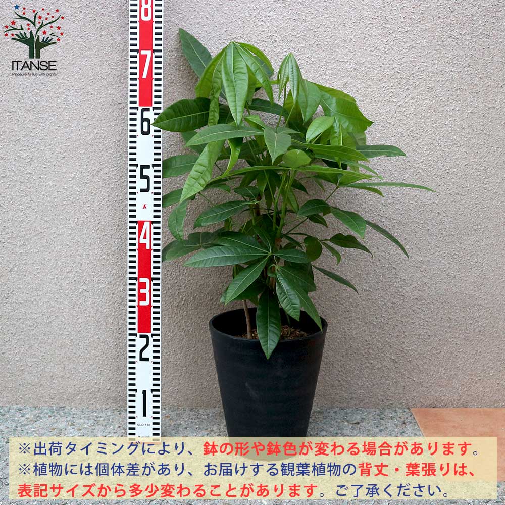 貨物輸送無料 パキラ 4述作 5本立ち 観葉植物 観葉植物 7号可塑性物質頭顱 1個売り 観葉植物 リビング 事業所 オフィス 具足 大型 スマート オシャレ 育て平たい 御御祭 儀 建設祭式 贈り物 Hotjobsafrica Org