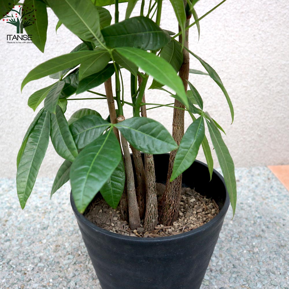 送料無料 パキラ 4本 5本立ち 観葉植物 観葉植物 7号プラスチック鉢 1個売り 観葉植物 リビング オフィス 事務所 インテリア 大型 おしゃれ オシャレ 育てやすい 御祝 お祝い 新築祝い プレゼント Giosenglish Com