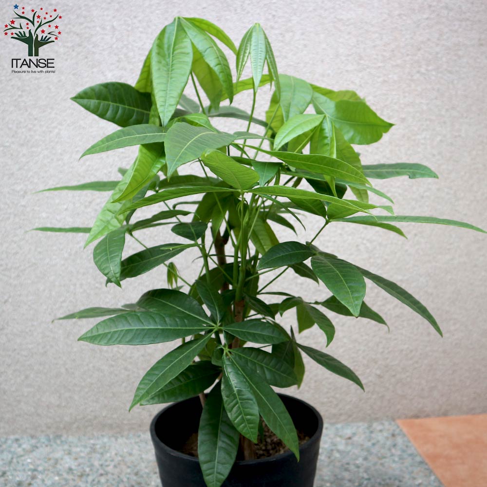 送料無料 パキラ 4本 5本立ち 観葉植物 観葉植物 7号プラスチック鉢 1個売り 観葉植物 リビング オフィス 事務所 インテリア 大型 おしゃれ オシャレ 育てやすい 御祝 お祝い 新築祝い プレゼント Giosenglish Com