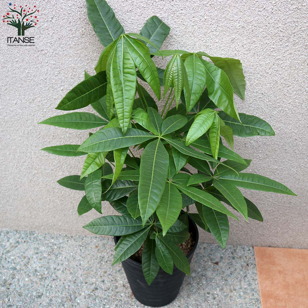 送料無料 パキラ 4本 5本立ち 観葉植物 観葉植物 7号プラスチック鉢 1個売り 観葉植物 リビング オフィス 事務所 インテリア 大型 おしゃれ オシャレ 育てやすい 御祝 お祝い 新築祝い プレゼント Giosenglish Com