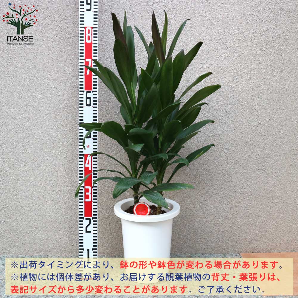 送料無料 コルディリネ グローカル 観葉植物 観葉植物 7号プラスチック鉢sサイズ 1個売り 観葉植物 リビング オフィス 事務所 インテリア 大型 おしゃれ オシャレ 育てやすい 御祝 お祝い 新築祝い プレゼント Korkmazmauritius Com