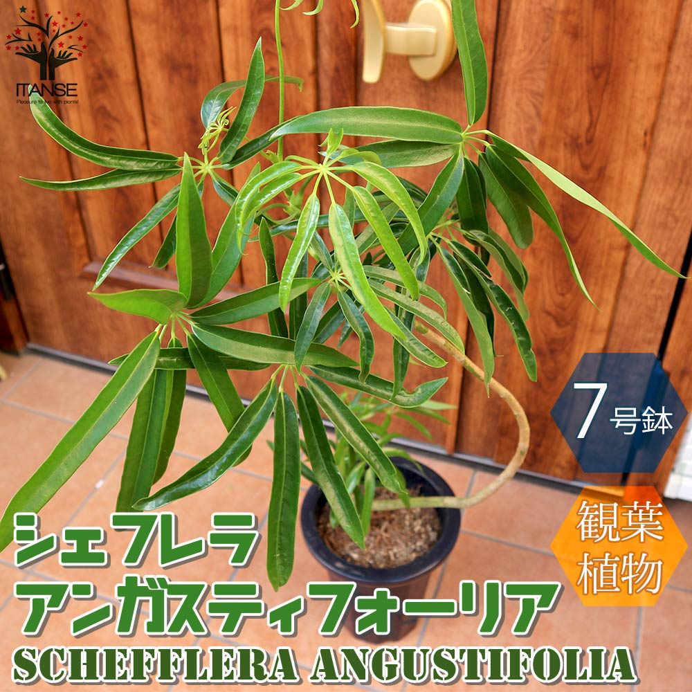 楽天市場 ツピタンサス 黒色 セラアート鉢 8号 鉢植えシェフレラ ピュックレリ 大型 鉢 黒 ブラック 丸 観葉植物 送料無料 ランドプランツ