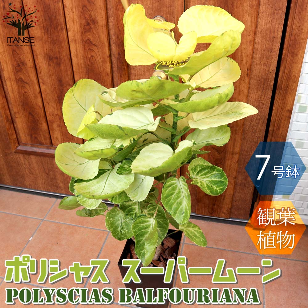 送料無料 スーパームーン ポリシャス 観葉植物 中型 7号プラスチック鉢 1個売り リビング オフィス 事務所 インテリア お祝い 新築祝い 引越し祝い 結婚祝い 新生活 Educaps Com Br