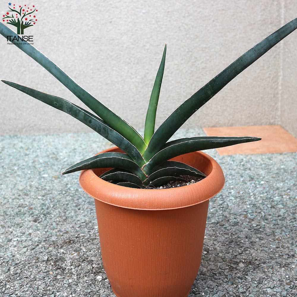 送料無料 ロブスター 青碧 サンスベリア 観葉草木 中型 7号数プラスチックボール 1個売り リビング 執務室 事務室 調度品 挙行 建設御祝い 引き越す祝い 結ばれる祝い 新しい人生 Foxunivers Com