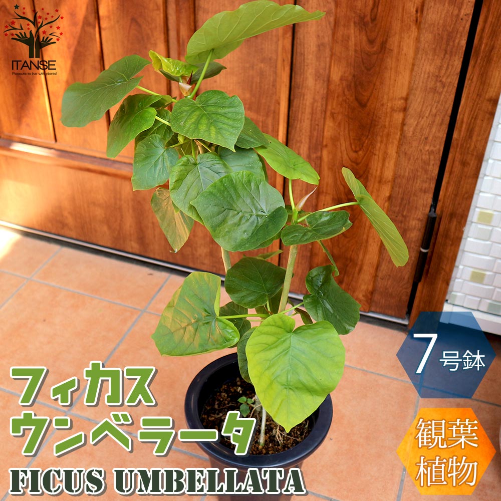 送料無料 ウンベラータ 生ゴムの高木の友人 フィカス 観葉植物 中型 7号可塑性物質汁椀 1個売り リビング 事業所 事務室 調度品 お祭 新た築祝い 住み替え祝い 御芽出度祝い 新やって行く Doorswindowsstairs Co Uk