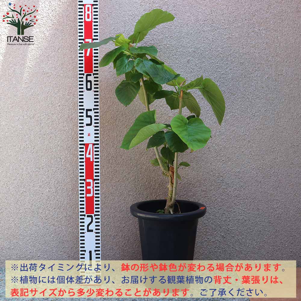 送料無料 ウンベラータ 生ゴムの高木の友人 フィカス 観葉植物 中型 7号可塑性物質汁椀 1個売り リビング 事業所 事務室 調度品 お祭 新た築祝い 住み替え祝い 御芽出度祝い 新やって行く Doorswindowsstairs Co Uk